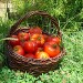 tomates du potager de Truggia